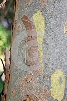 The bark of Platanus orientalis Linn