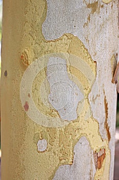 The bark of Platanus orientalis Linn