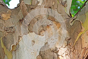The bark of Platanus orientalis Linn
