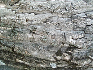 Bark poplar as texture photo