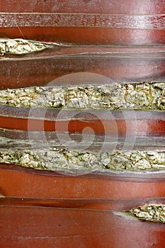 Bark of Prunus serrula