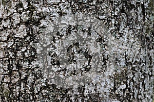 Bark rough texture and abstract motif arises photo