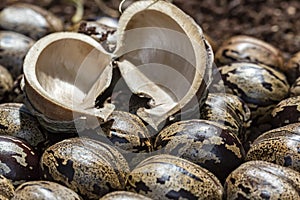 Bark of rubber tree seed on rubber tree seeds, Hevea brasiliensis seeds close up photo