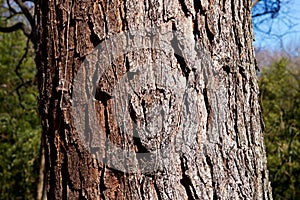 The bark of the rugged longleaf pine.