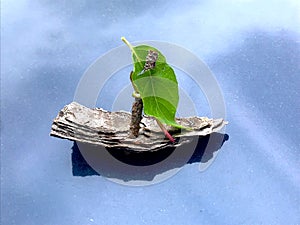 Bark sailing boat photo