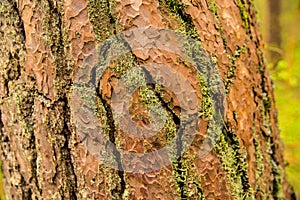 Bark of a Scots pine tree