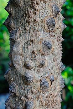 Bark of a Silkcotton Tree Bombax ceiba L