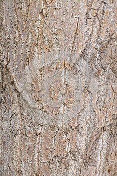 Bark of Simon Poplar or Chinese Cottonwood