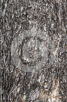 Bark skin texture.