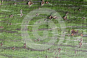Bark of a striped maple, Acer pensylvanicum