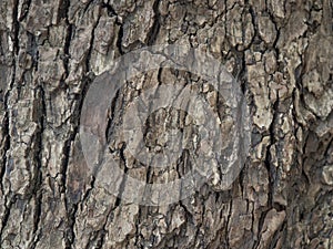 bark structure. Tree trunk close-up. Bark of tree. Botany