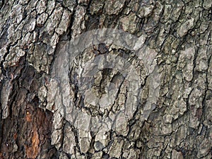 bark structure. Tree trunk close-up. Bark of tree. Botany