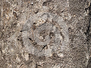 bark structure. Tree trunk close-up. Bark of tree. Botany