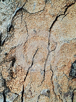 Bark surface pattern with crack.