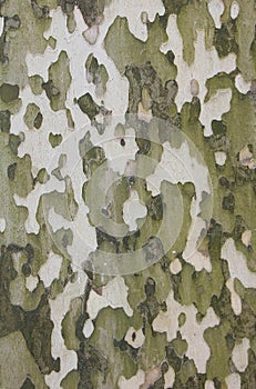 Bark of sycamore tree, natural camouflage pattern