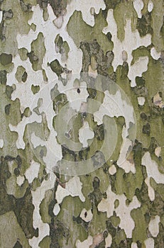 Bark of sycamore tree, natural camouflage pattern photo
