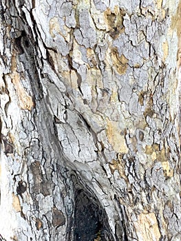 Crosta da albero di fichi un albero valigia 