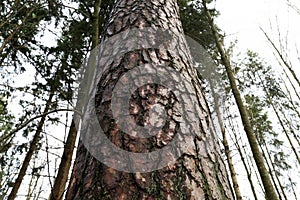 Bark on a high pine in the forest