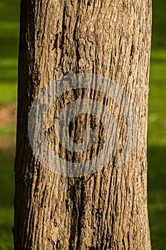 Bark of teak wood