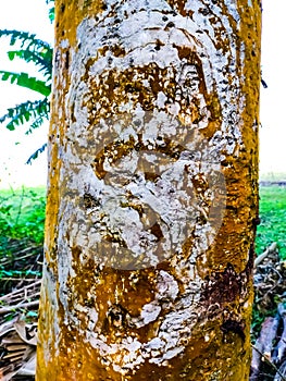 This is the bark of the Terminalia arjuna, is a tree of genus Terminalia. It is commonly known as arjuna or arjun tree in English