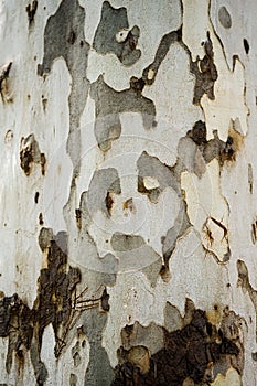 Bark Texture