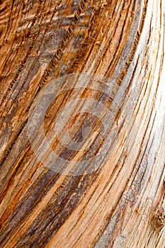 Bark Texture