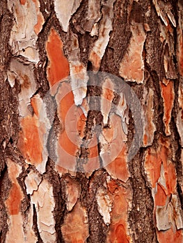 Bark Texture