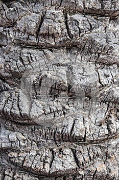 Bark texture background. Close-up of a light gray brown palm tree bark in spain with a hilly uneven surface whereby the natural