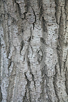 Bark texture background in park