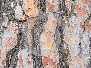 Bark texture background Scots pine