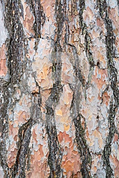 Bark texture background Scots pine