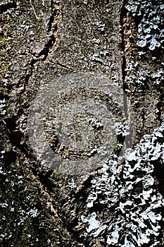 Bark texture of cherry blossom tree Prunus Serrulata or Sakura with lichen growing on its surface