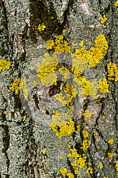 Bark Texture Lichen