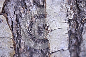 Bark texture, macro photo. It is suitable for the background in narrations about nature.