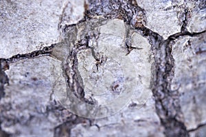 Bark texture, macro photo. It is suitable for the background in narrations about nature.
