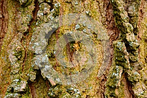 bark texture macro. tree trunk detail with rough green, brown and gray scale pattern