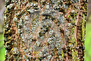 bark texture macro. tree trunk detail with rough green, brown and gray scale pattern