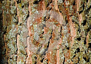 bark texture macro. tree trunk detail with rough green, brown and gray scale pattern