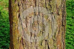 bark texture in macro view. tree trunk detail. rough green, brown and gray scale pattern