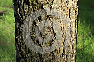 Bark Texture Oak Holm Tree