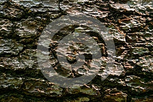 Bark texture of old tree close up