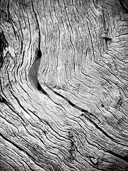 Bark texture of olive tree in black and white