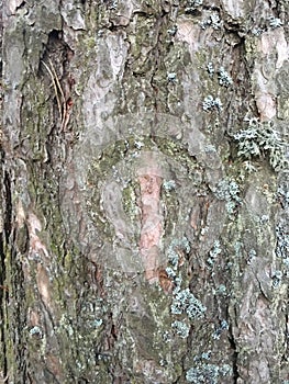 Bark Texture Pattern. Trunk Texture Forest