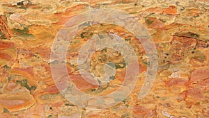 Bark texture of pine tree