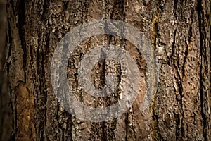 Bark texture of pine tree.