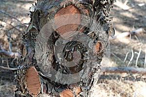 Bark texture of a pine trunk. closeup, texture, background. Nature, material