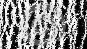 Bark Texture. Tree Bark Black White Pattern