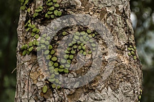 Bark texture of tree.