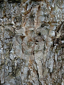 Bark textureTree bark texture, the texture of tree bark covered with moss