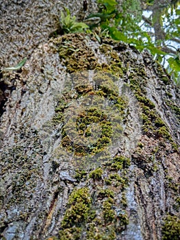 Bark textureTree bark texture, the texture of tree bark covered with moss
